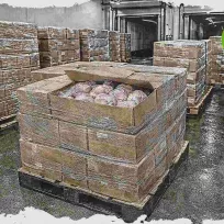 UK chicken imports rise as domestic supply struggles to meet demand