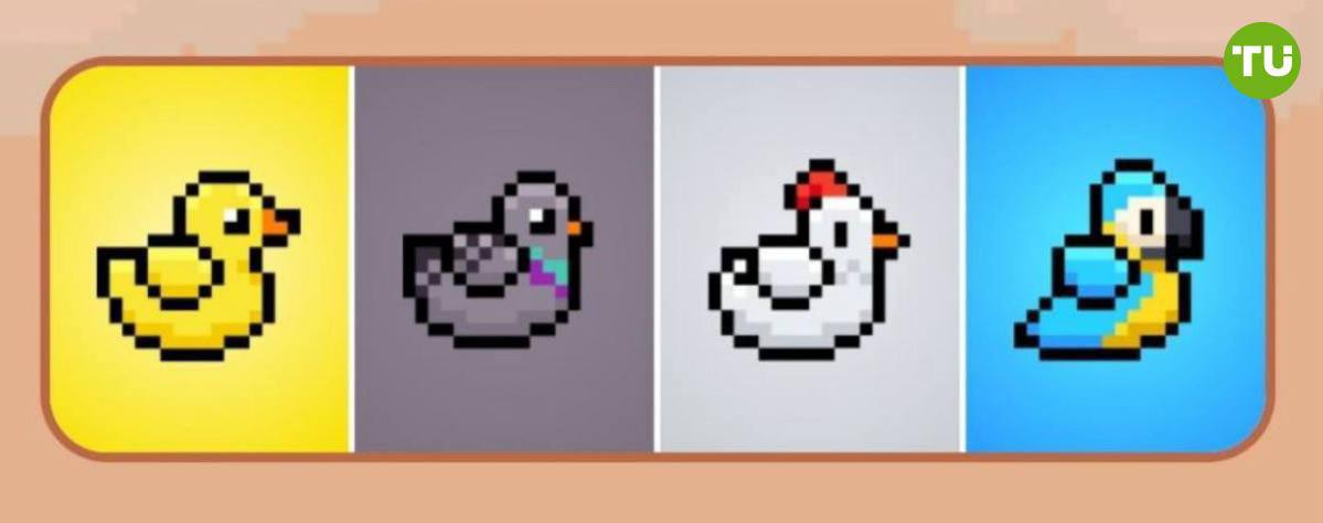 Eжедневное комбо BirdTON