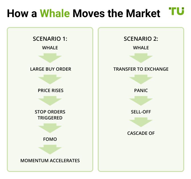 How a Whale Moves the Market