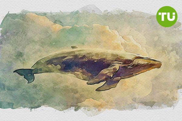 Whales accumulate Bitcoin, driving BTC price growth