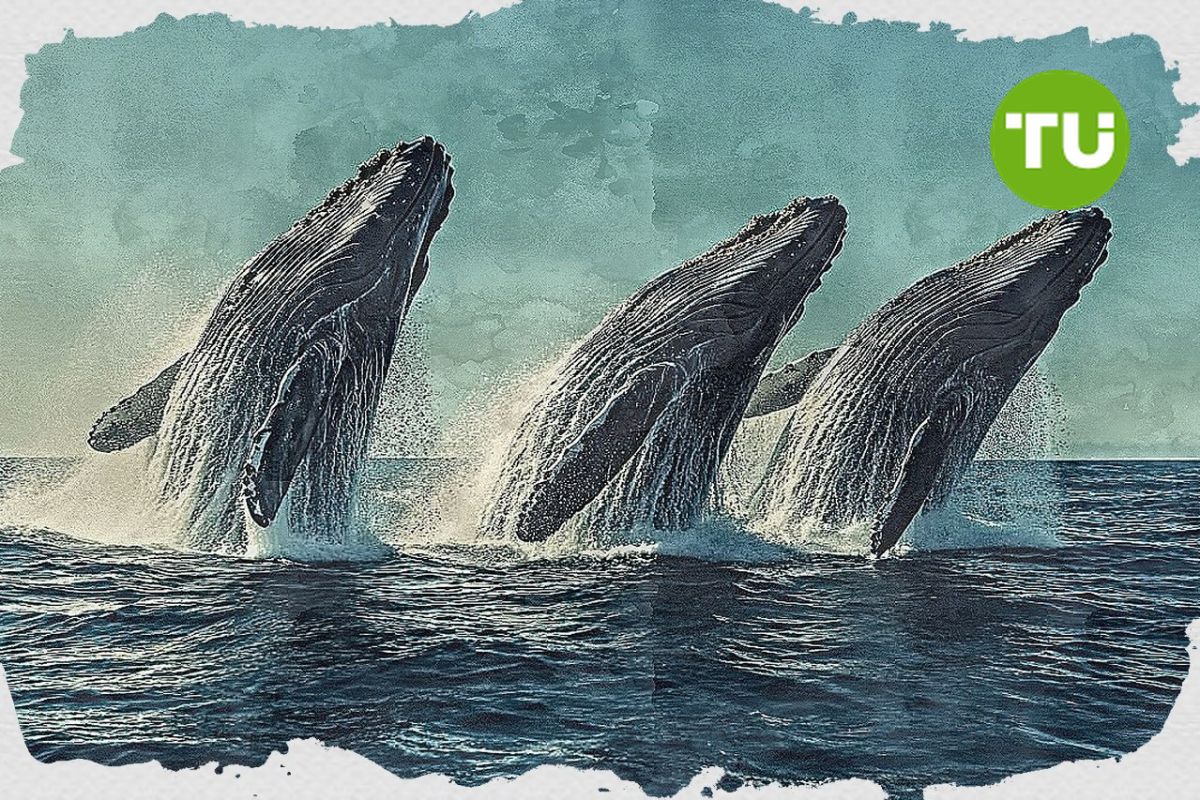 Prediksi harga Bitcoin: Aktivitas whale mengisyaratkan pertumbuhan BTC